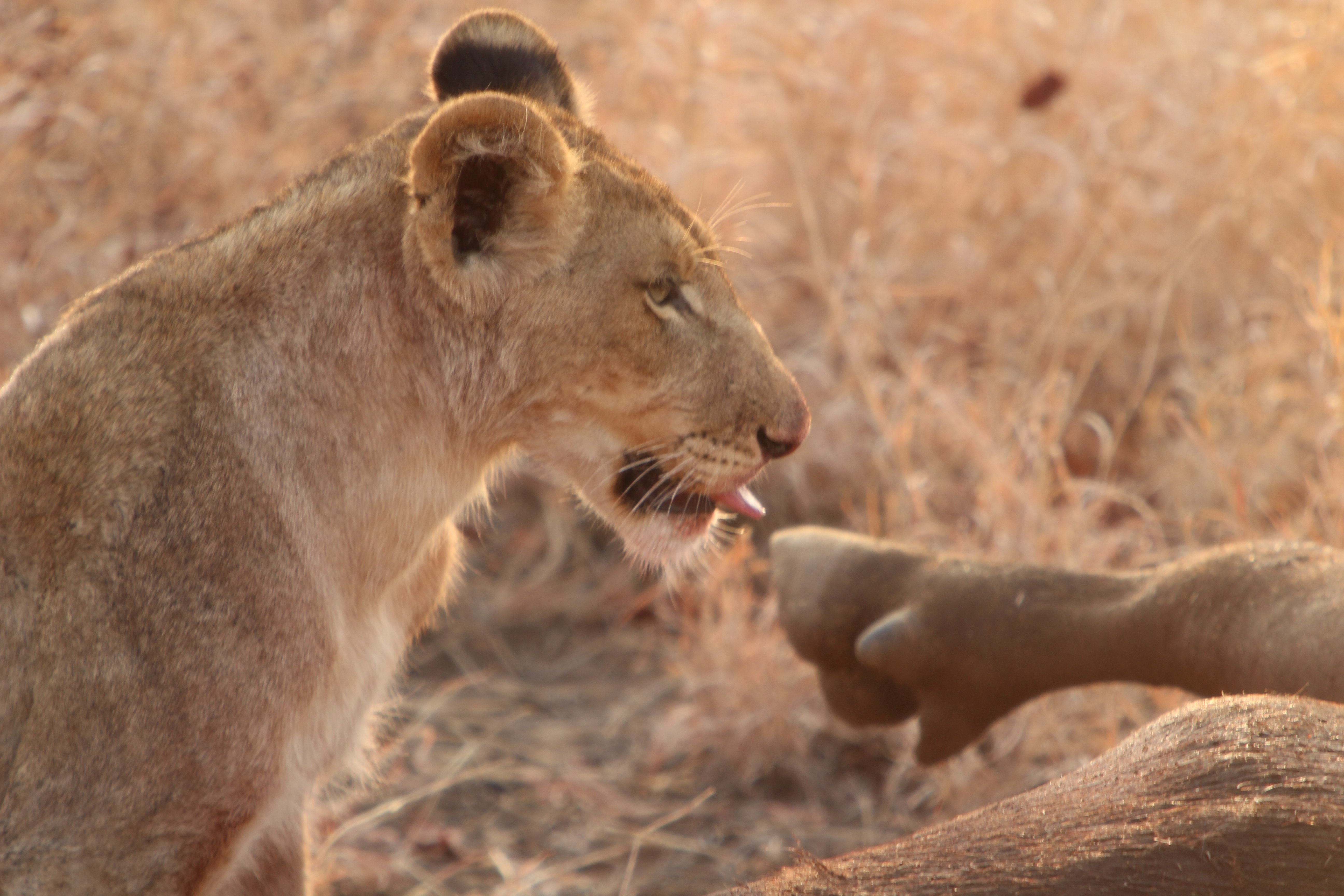 IMG_5392 dom w buszu