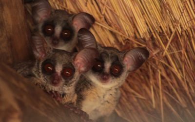 Galago i dwa języki.